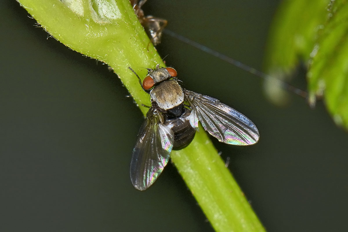Milichia speciosa (Milichiidae)